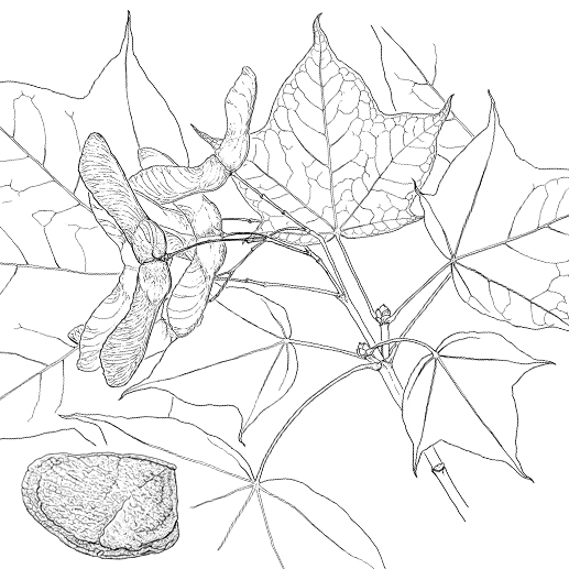 Acer cappadocicum Früchte